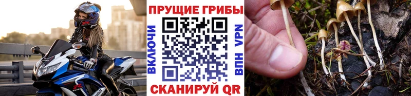 Псилоцибиновые грибы Psilocybine cubensis  Горняк 